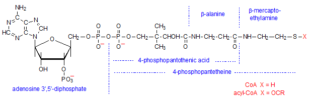 Coenzyme A Coenzyme A Esters and Acyl Carrier Protein AOCS Lipid Library