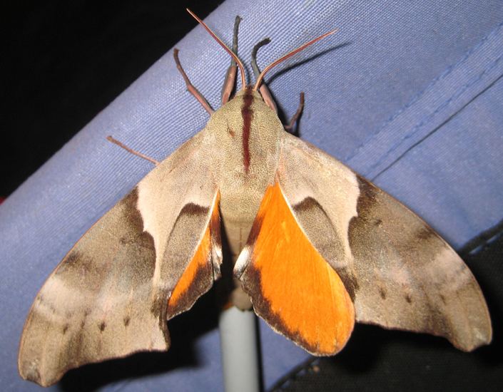 Coequosa australasiae Australian Hawk Moth What39s That Bug