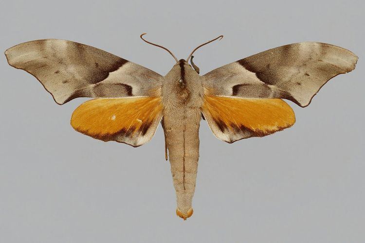 Coequosa australasiae Taxonomy Sphingidae Taxonomic Inventory