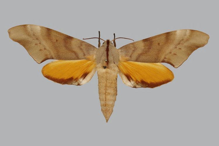 Coequosa triangularis Taxonomy Sphingidae Taxonomic Inventory
