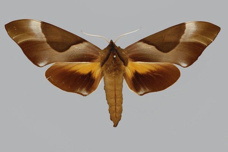 Coequosa triangularis Taxonomy Sphingidae Taxonomic Inventory