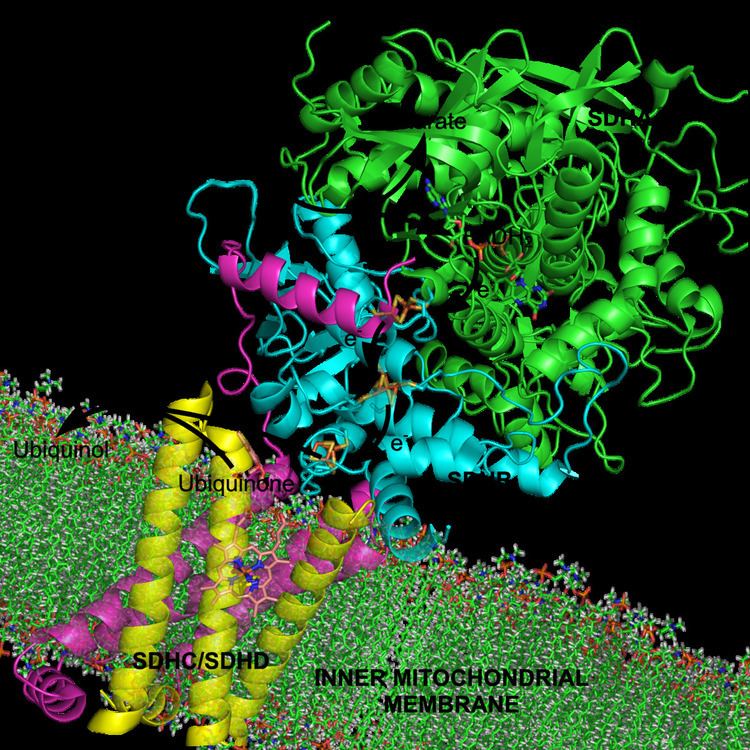 Cofactor (biochemistry)