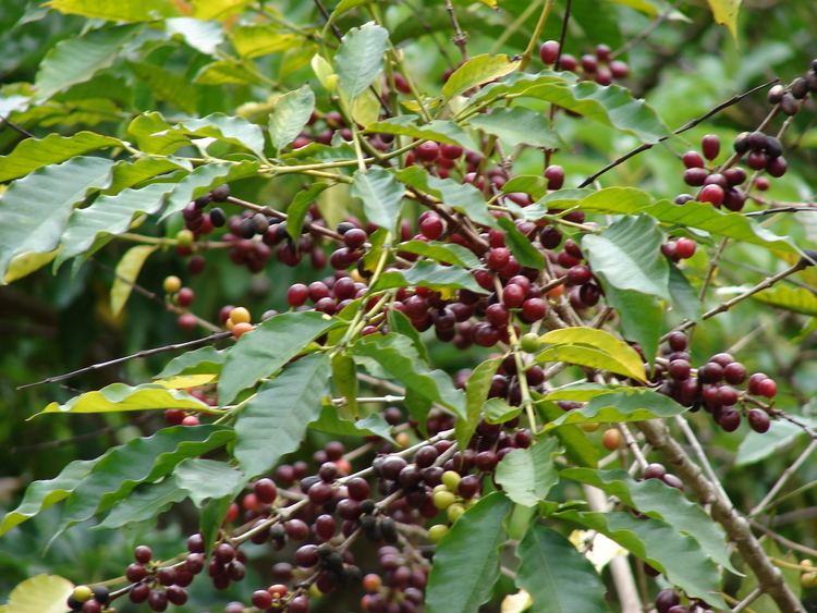 Coffea HorseDVM Toxic Plants for Horses Coffee