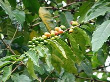Coffea arabica httpsuploadwikimediaorgwikipediacommonsthu