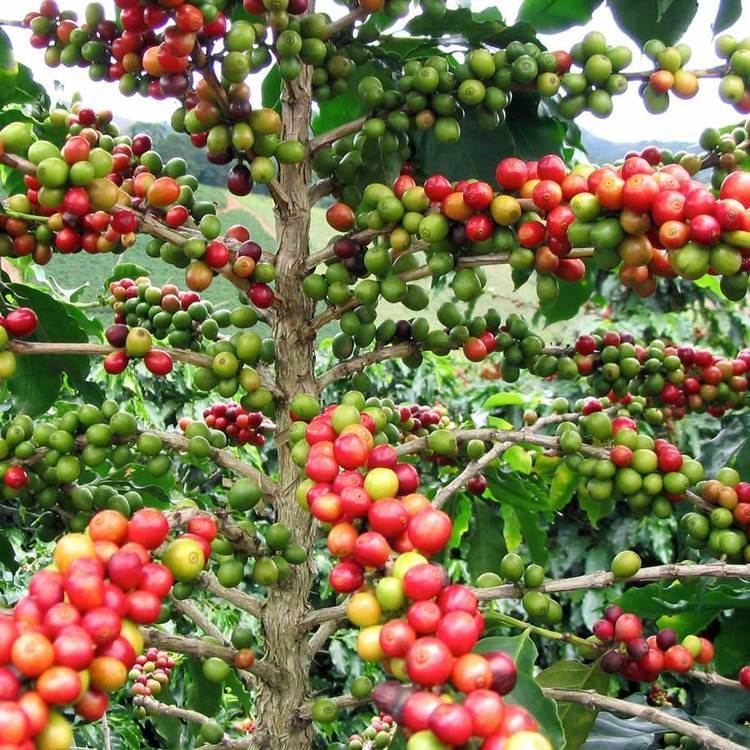 Coffea arabica Australian Seed COFFEA arabica