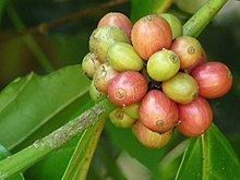Coffea canephora httpsuploadwikimediaorgwikipediacommonsthu