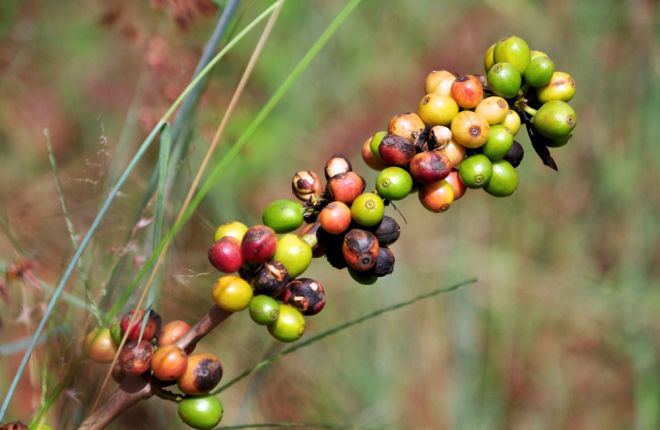 Coffee borer beetle This Beetle is Ruining Your Coffee With the Help of Bacteria