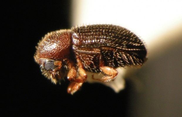Coffee borer beetle The Secret to Controlling the Coffee Berry Borer May Be In Its