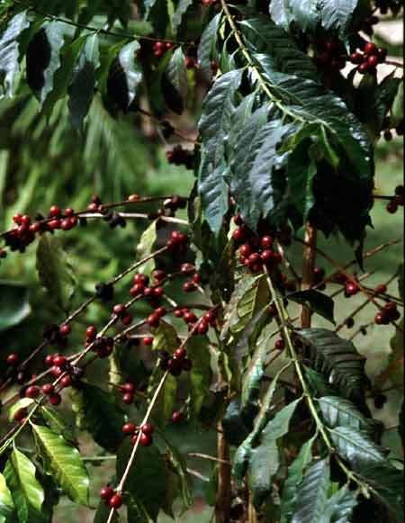 Coffee production in Bolivia
