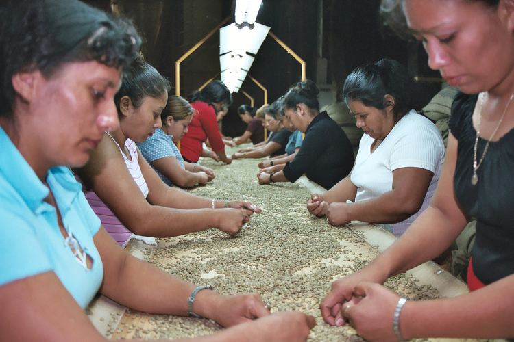 Coffee production in El Salvador