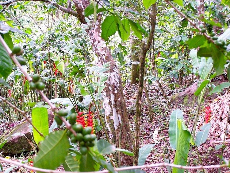 Coffee production in Guadeloupe