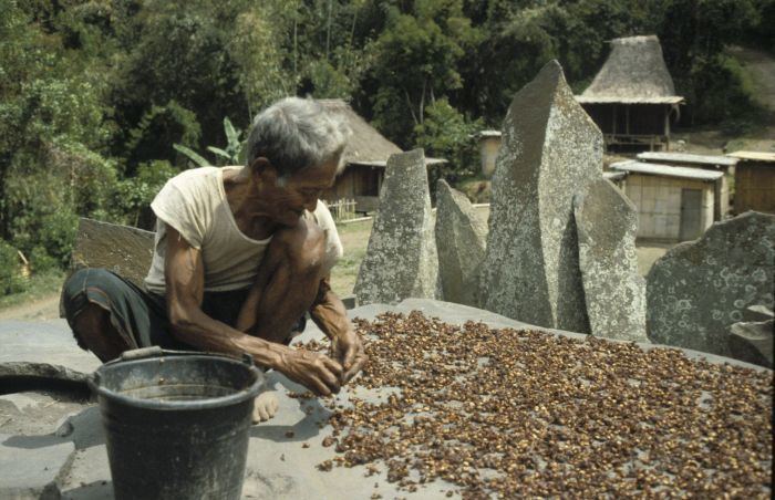 Coffee production in Indonesia