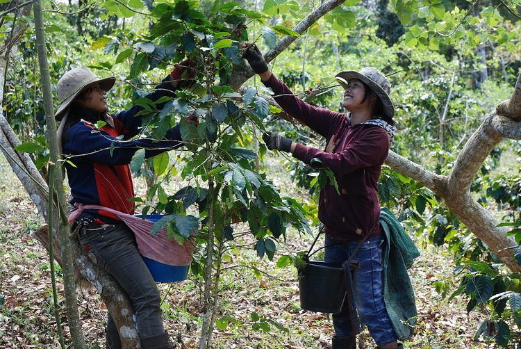 Coffee production in Laos