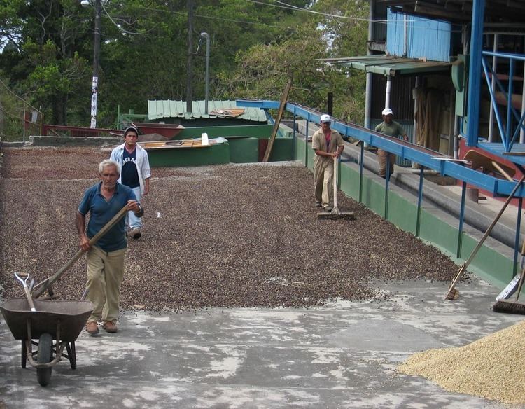 Coffee production in Panama