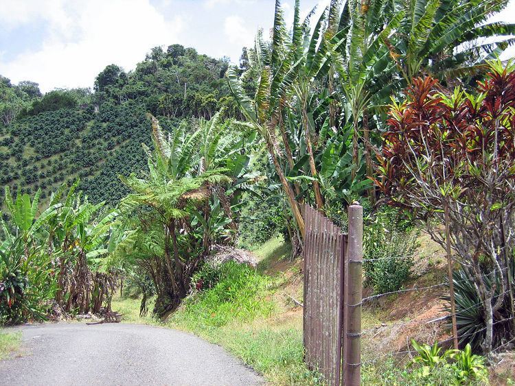 Coffee production in Puerto Rico