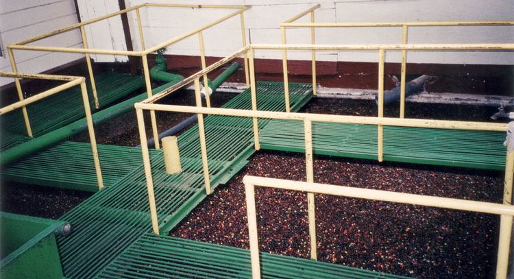 Coffee wastewater