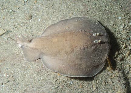 Coffin ray COFFIN RAY