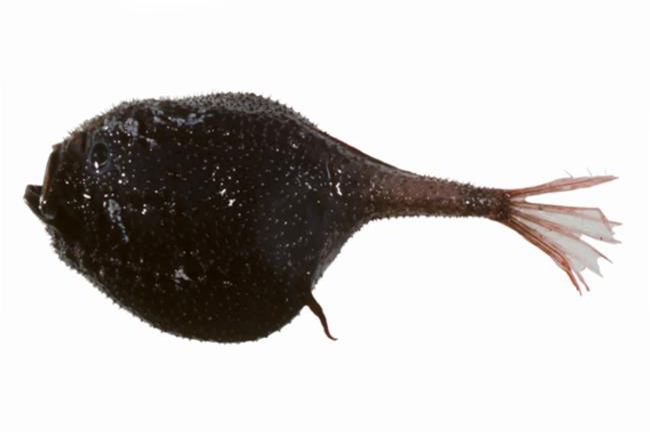 Coffinfish Chaunacops melanostomus