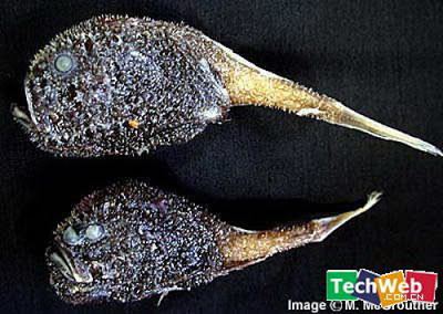 Coffinfish Fish Index Coffinfish Chaunacops melanostomus