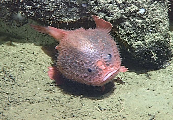 Coffinfish Real Monstrosities The Little Red Coffinfish