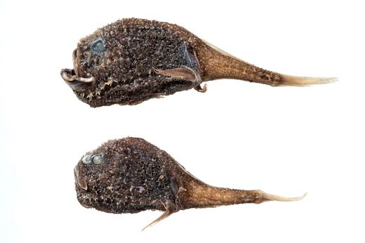 Coffinfish Chaunacops melanostomus