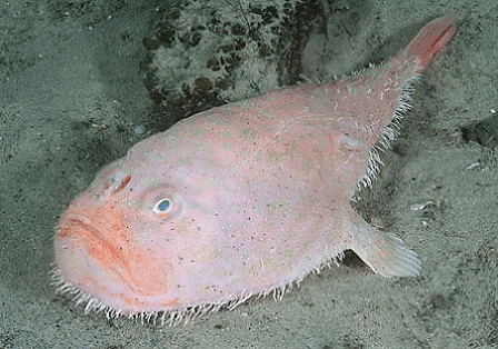 Coffinfish Coffinfish l Benthic anglerfish species Our Breathing Planet