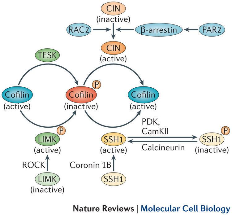 Cofilin Functions of cofilin in cell locomotion and invasion Nature