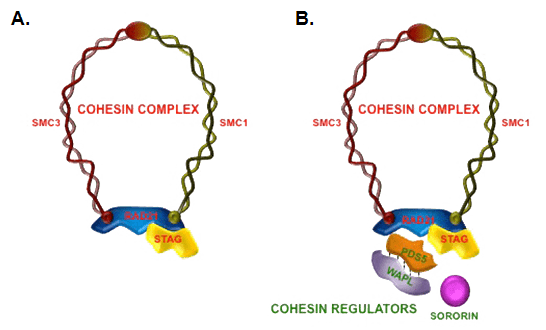 Cohesin CohesinsFig1png