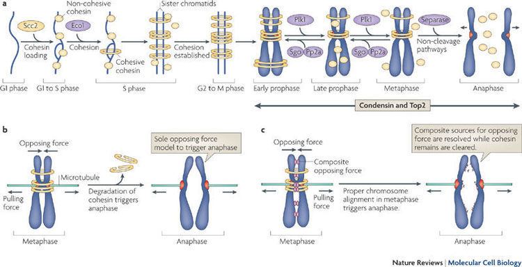 Cohesin Figure 4 Clearing the way for mitosis is cohesin a target