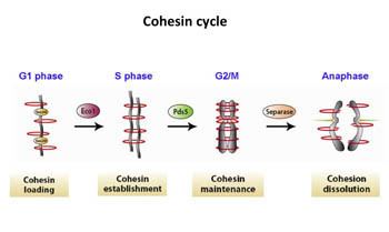 Cohesin Gerton Lab Stowers Institute for Medical Research