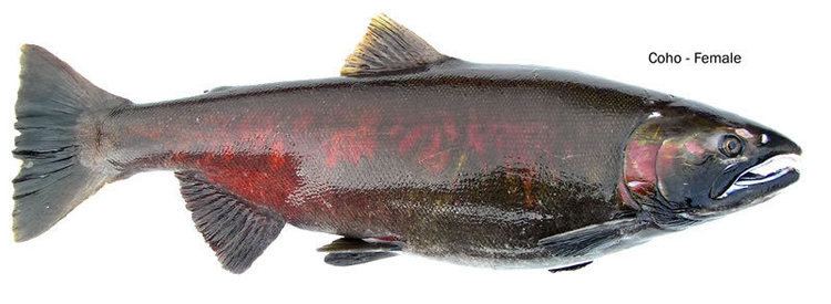 Coho salmon Coho Silver Salmon Identification amp Information Washington