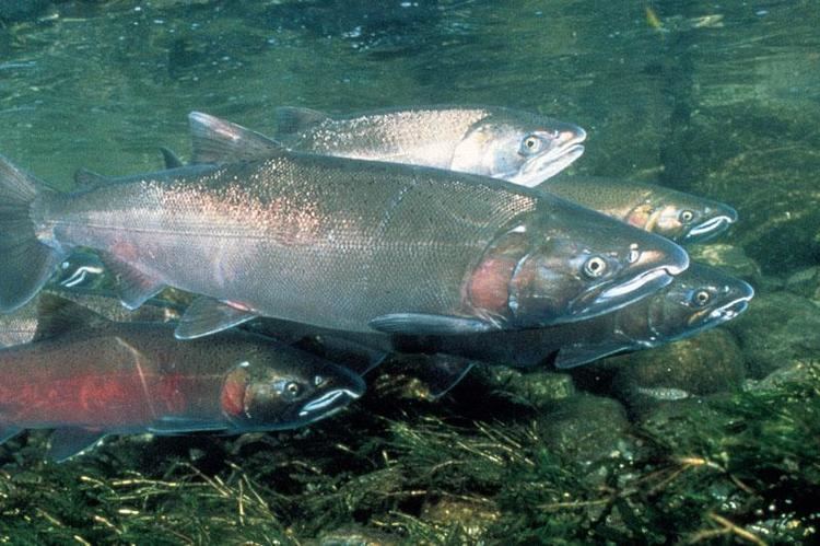 Coho salmon Klamath Basin Chinook and Coho Salmon Water Education Foundation