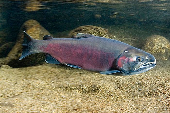 Coho salmon Species in the Spotlight Central California Coast Coho Salmon