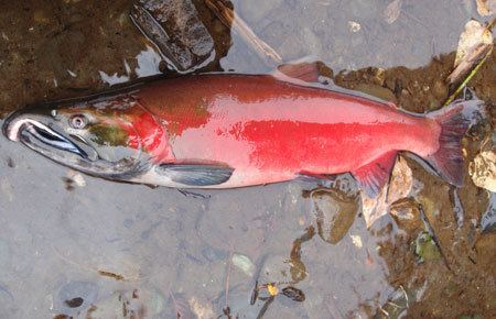 Coho salmon Coho Salmon Species Profile Alaska Department of Fish and Game
