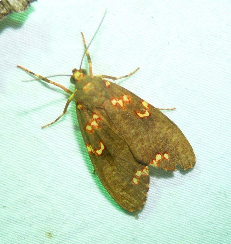 Coiffaitarctia steniptera