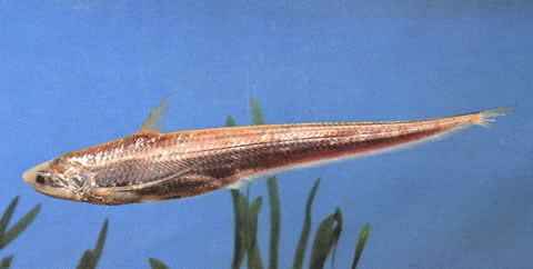 Coilia Fish Identification