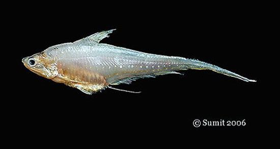 Coilia Fish Identification
