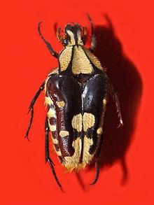 Coilodera penicillata httpsuploadwikimediaorgwikipediacommonsthu