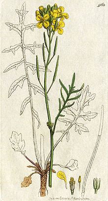 Coincya monensis httpsuploadwikimediaorgwikipediacommonsthu
