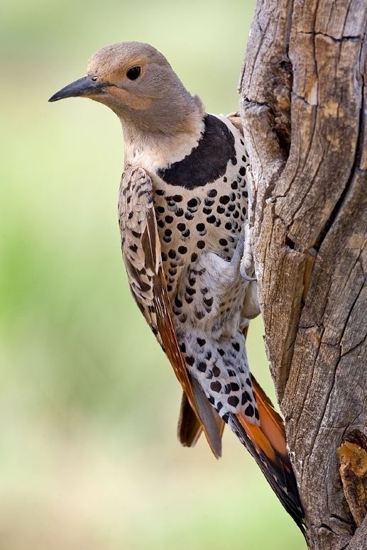 Colaptes Northern flicker Wikipedia