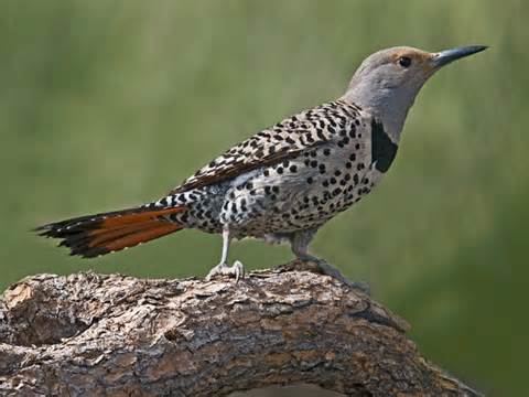 Colaptes More on Colaptes Flickers