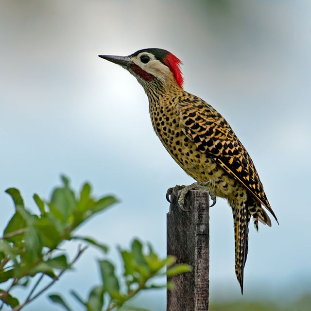 Colaptes Greenbarred woodpecker Wikipedia
