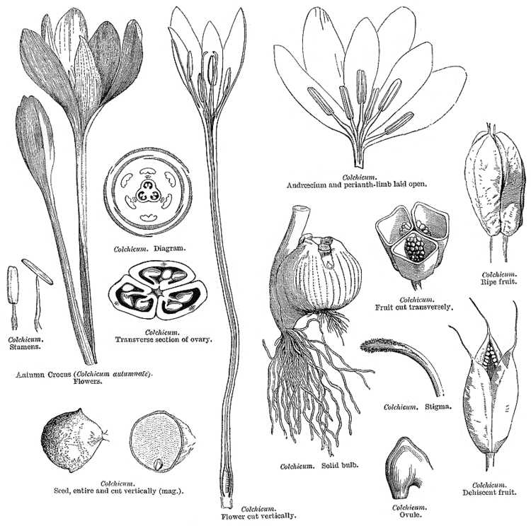 Colchicaceae Angiosperm families Colchicaceae DC