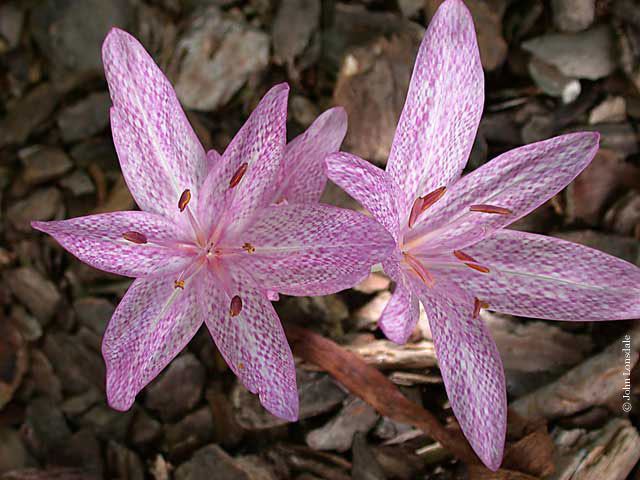 Colchicum agrippinum Pacific Bulb Society Colchicum Hybrids