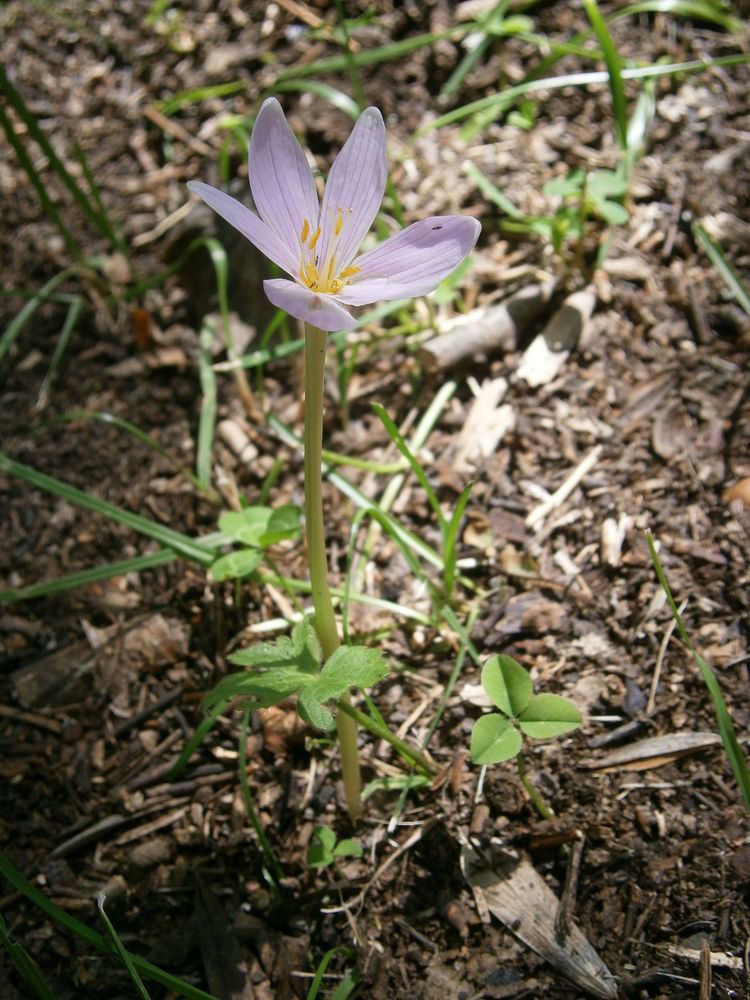 Colchicum alpinum httpsuploadwikimediaorgwikipediacommonsthu