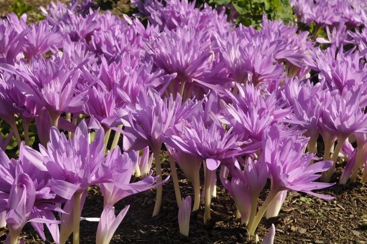 Colchicum Growing with plants Colchicum or Autumn Crocus What should you plant