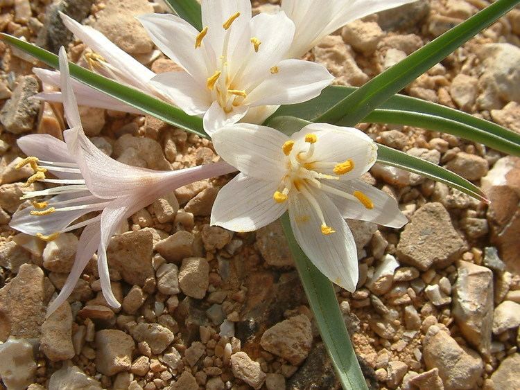 Colchicum ritchii Colchicum ritchii RBr Flora of Israel Online