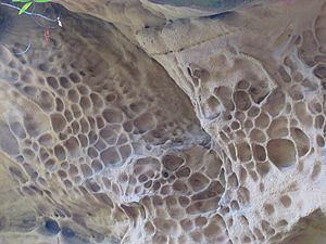 Coldwater Sandstone httpsuploadwikimediaorgwikipediacommonsthu