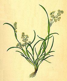 Coleanthus httpsuploadwikimediaorgwikipediacommonsthu