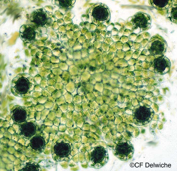 Coleochaetales The Green Algal Class Charophyceae